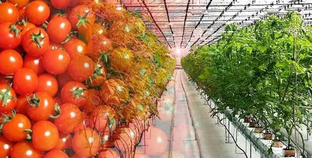 MEGHÍVÓ A VII. ORSZÁGOS ZÖLDSÉGHAJTATÁSI NAPRA