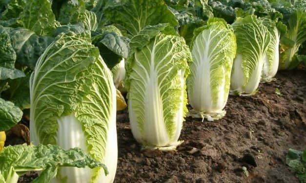 Szükséghelyzeti felhasználási engedélyek kínai kel kultúrában