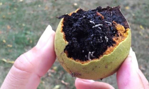 Gyenge lesz az idei diótermés