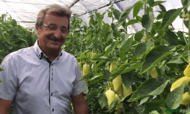 A szentesi László Ignác paprikatermesztőnél járt az Agrárágazat stábja