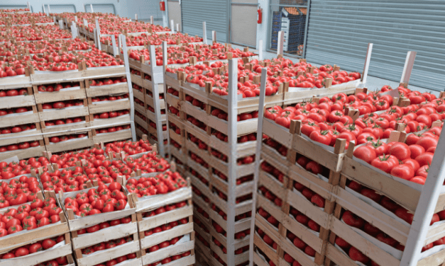 A paradicsom exportált mennyiségével Marokkó megelőzte Almeríát – most először a történelemben