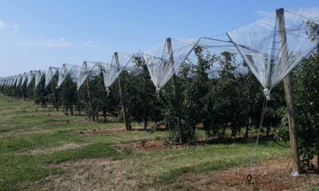Ültetvénytelepítési és -korszerűsítési szándék felmérése