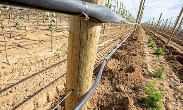 Jövőre ültetvénytelepítési pályázatot tervez az Agrárminisztérium