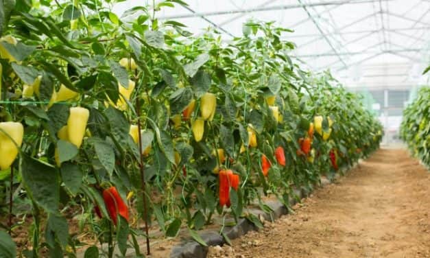 Szükséghelyzeti felhasználási engedélyek hajtatott paprika és paradicsom kultúrákban