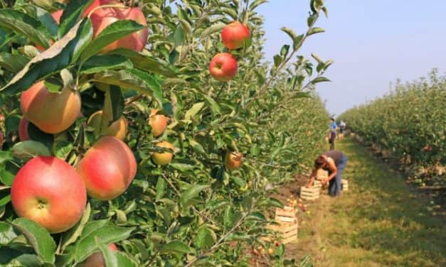 AZ AGRÁRMINISZTÉRIUM ÁPRILIS 20-ÁN HIRDETI MEG AZ ÚJ ÜLTETVÉNYTELEPÍTÉSI PÁLYÁZATOT