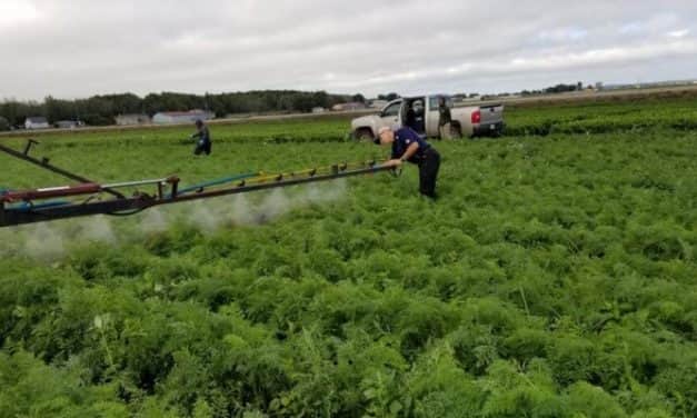Előrelépés a kiskultúrák növényvédelmének terén – Engedélyokirat kiterjesztést kapott a Bandur gyomirtó készítmény