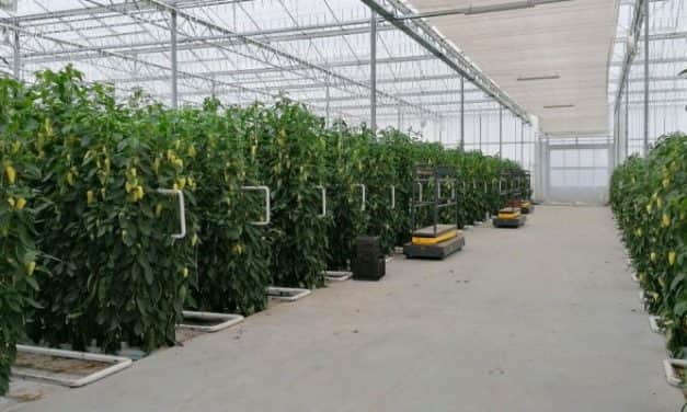 Nászajándékból indult el a modern üllési üvegházgazdaság