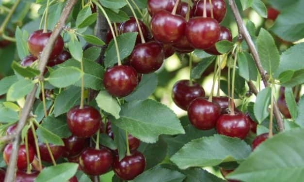 UNIÓS OLTALMAT KAPOTT AZ ÚJFEHÉRTÓI MEGGY