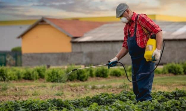 Újabb előrelépések a kiskultúrák növényvédelmében