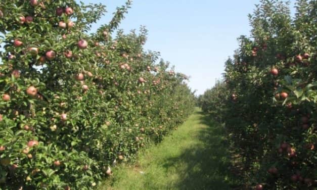 Ültetvénytelepítési és -korszerűsítési szándék felmérésének eredményei