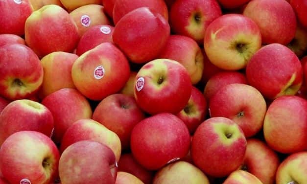 A 2020. évi almaszezon értékelése