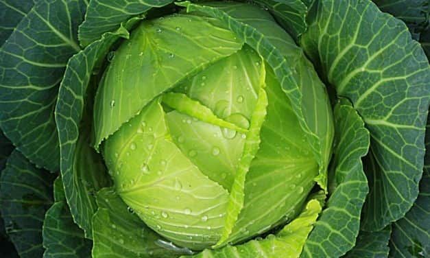 A rovarölő szeres palántabemártás reneszánsza várható! Már a káposztatermesztésben is hódít a Verimark® 20 SC! (X)