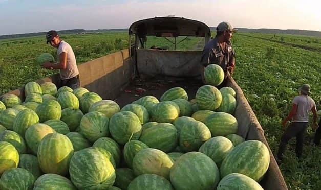 Átalakulás zajlik a hazai dinnyetermesztésben