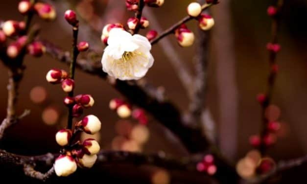 Az elmúlt hetek időjárásának hatása a hazai gyümölcstermesztésre