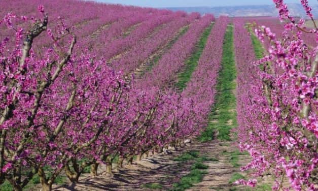 Jó virágzással indul a csonthéjasok szezonja Spanyolország korai termésű régióiban