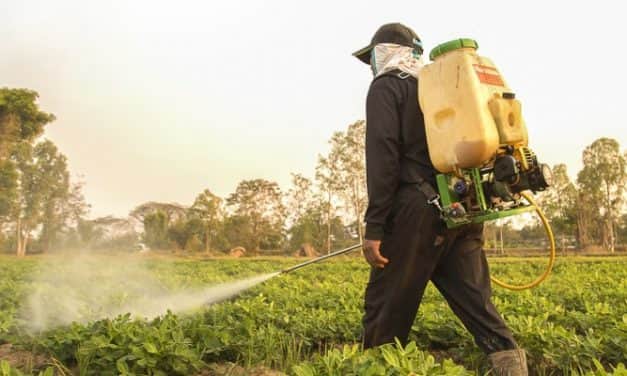 Újabb szükséghelyzeti engedélyek segítik a kertészeti kultúrák növényvédelmét
