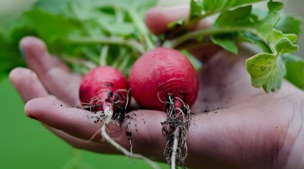 A hónapos retek és az újhagyma piaca