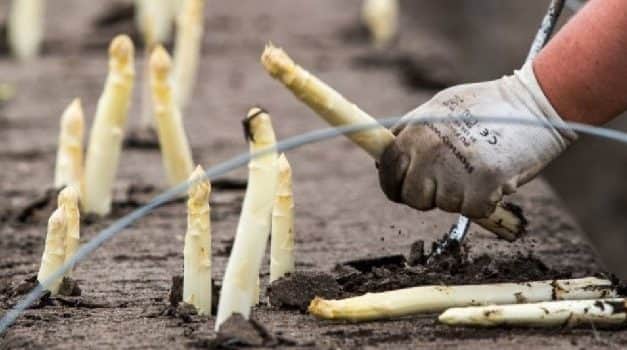 A németországi spárgahelyzet 2021 áprilisának elején