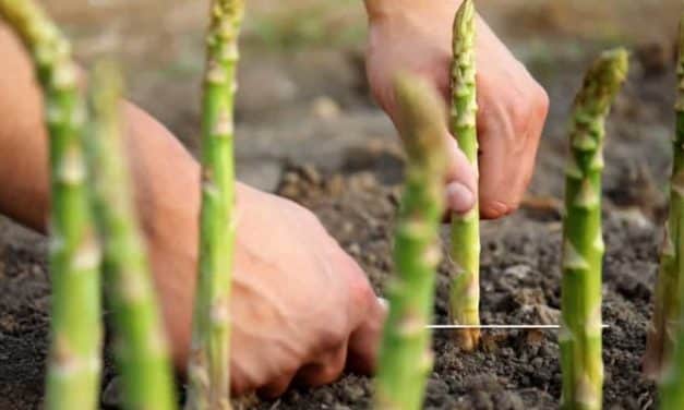 Felhívás spárgatermesztők részére