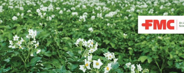 Idejében szólunk! Előtérben a burgonya védelme (X)