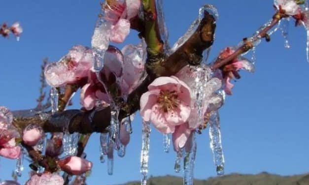 Számottevő fagykárok a spanyolországi gyümölcstermő körzetekben