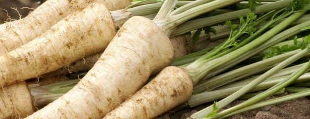 Szükséghelyzeti felhasználási engedély gyökérpetrezselyem kultúrában