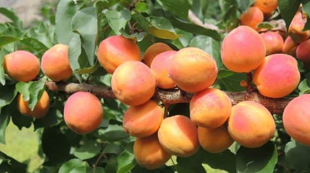 A 2021. évi várható európai kajszitermés