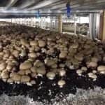 Beérnek a gombaágazatban végrehajtott fejlesztések 