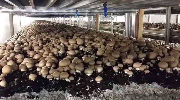 Beérnek a gombaágazatban végrehajtott fejlesztések 