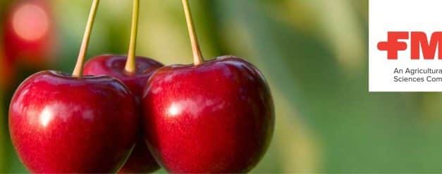 Exirel® SE rovarölő szer szükséghelyzeti engedélye a foltosszárnyú muslica (Drosophila suzukii) ellen