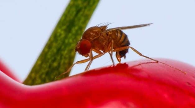 Szükséghelyzeti felhasználási engedély cseresznye és meggy kultúrákban
