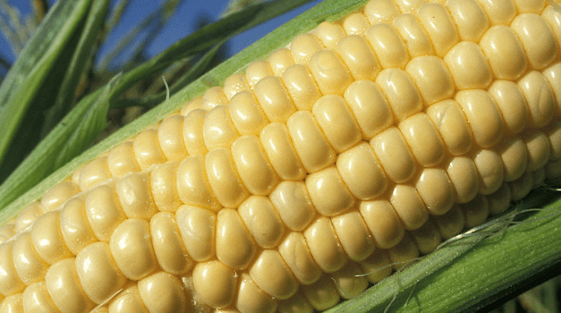 Szükséghelyzeti felhasználási engedély csemegekukorica kultúrában