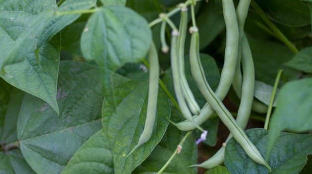 Szükséghelyzeti felhasználási engedély zöldbab kultúrában