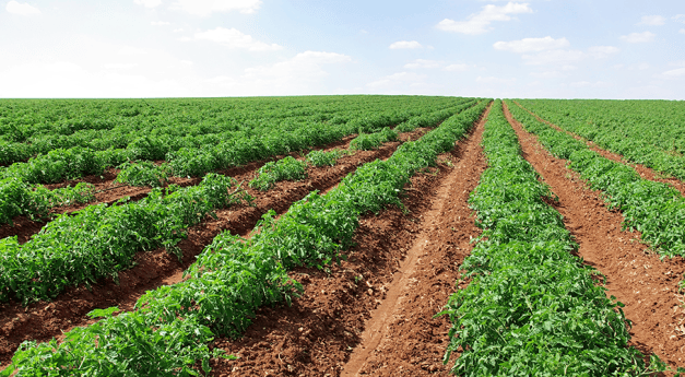 Szükséghelyzeti felhasználási engedélyek szabadföldi uborka és paradicsom, valamint hajtatott paprika és paradicsom kultúrákban