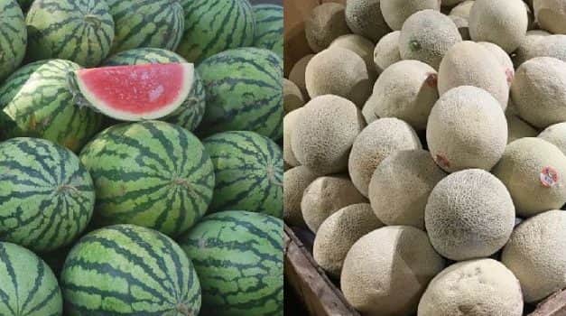 Szükséghelyzeti felhasználási engedély görög- és sárgadinnye kultúrákban