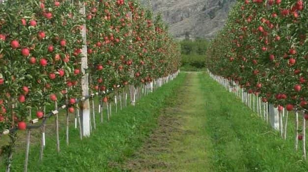 Tájékoztatás a Gyümölcs Termőhelyi Kataszterről az ültetvénytelepítési támogatásra pályázók részére