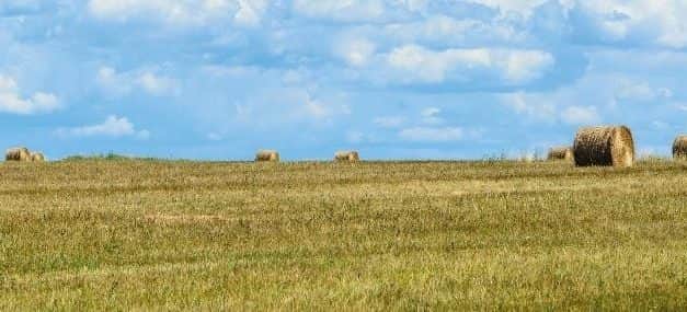 Biofungi – Szalmából élelmiszer