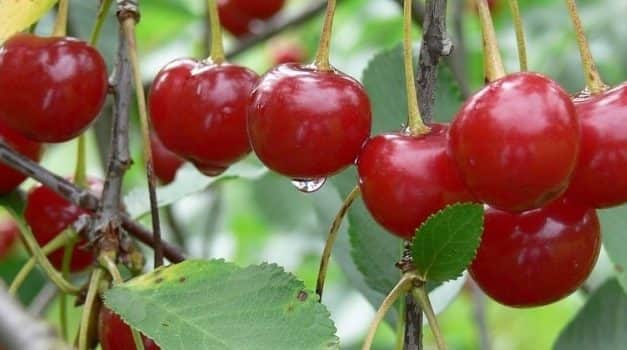 A 2020. évi magyar meggyszezon a számok tükrében