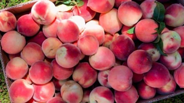 A 2021. évi európai őszibarack- és nektarintermés – a medFEL termésbecslése