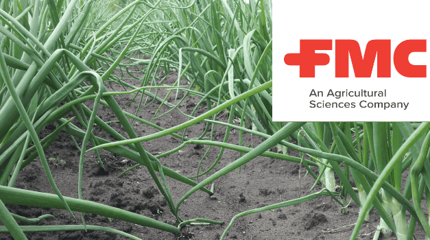 Egy lépésben megoldható a hagymalégy és a dohánytripsz elleni védekezés (X)