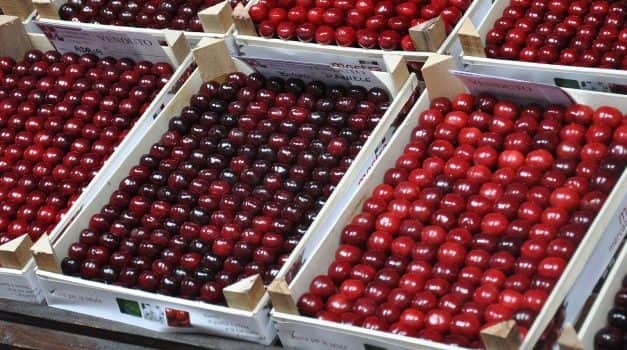 Cseresznyepiaci árjelentés és európai kitekintés – 2021. június 11.