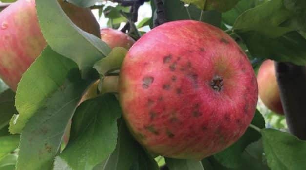 Hatékonyabb kalciumfelvétel almában XT technológiával