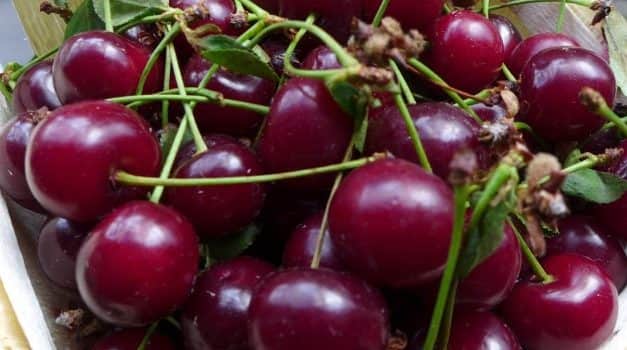 Körkép – a 2021. évi meggytermés