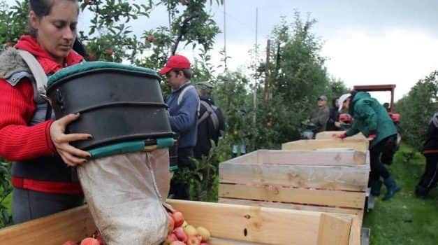 Már napszámost is alig találni, nincs elegendő munkáskéz az ültetvényeken