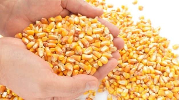 Tájékoztató csávázott csemegekukorica, zöldborsó és zöldbab vetőmagok további felhasználásáról