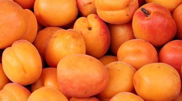 Kajszibarack fajtabemutató Tordason