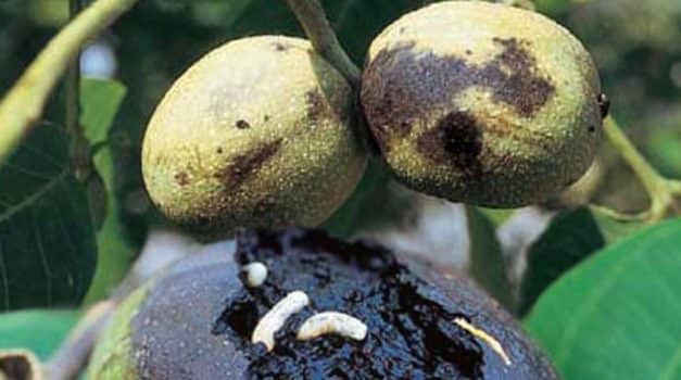 Megoldás dióban almamoly és nyugati dióburok-fúrólégy ellen