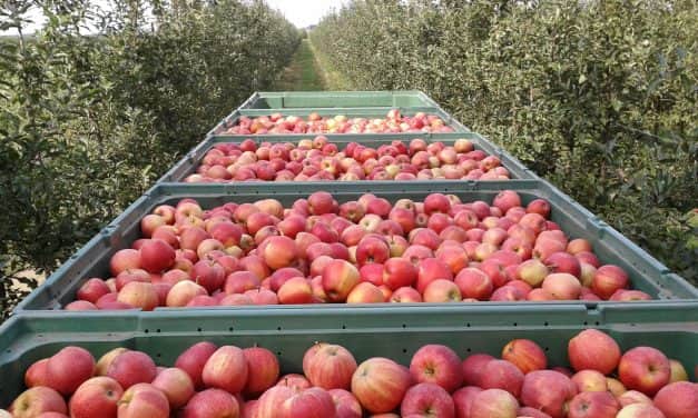 Prognosfruit 2021. – Beszámoló az európai alma és körte termésbecslésről