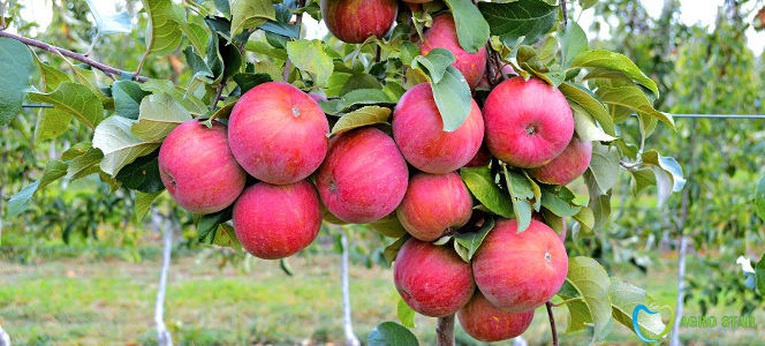 Rekordközeli almatermést várnak Ukrajnában