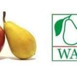 WAPA: a tavalyinál csaknem 7%-kal több alma van az európai tárolókban